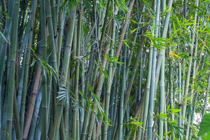 Bamboo Species Affects Legal Considerations