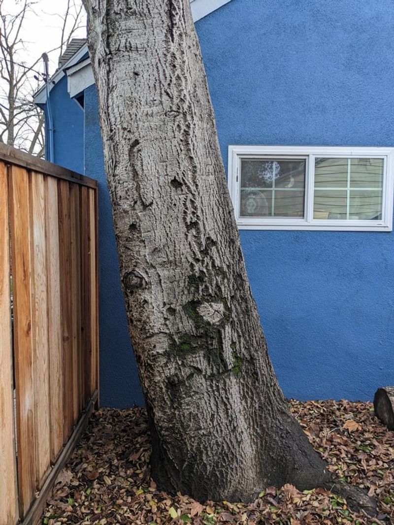 Professional Tree Services Offer Long-Term Solutions