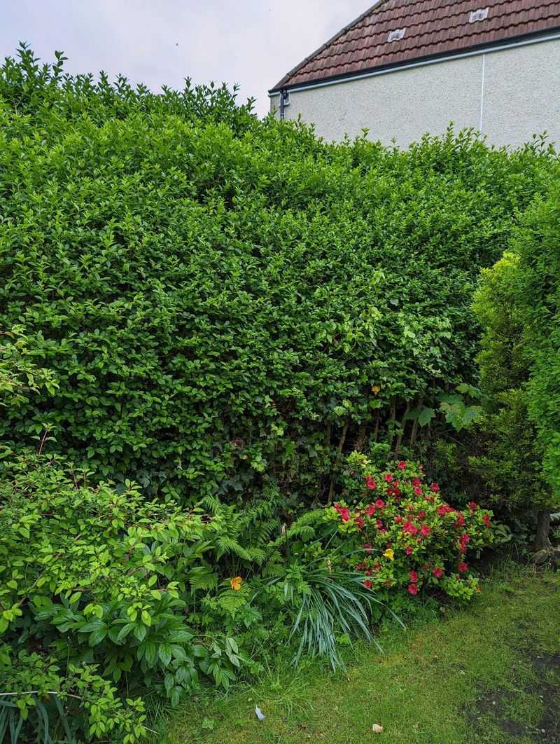 Local Ordinances Add Extra Rules