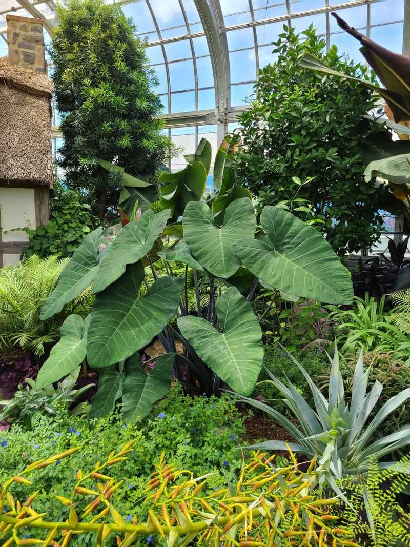 Research Partnerships Advance Botanical Knowledge