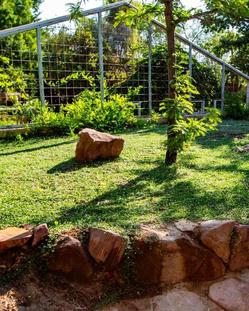 Native Grass Alternatives to Traditional Lawns