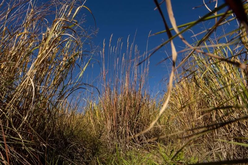 Spring Growth Complicates Later Clearing
