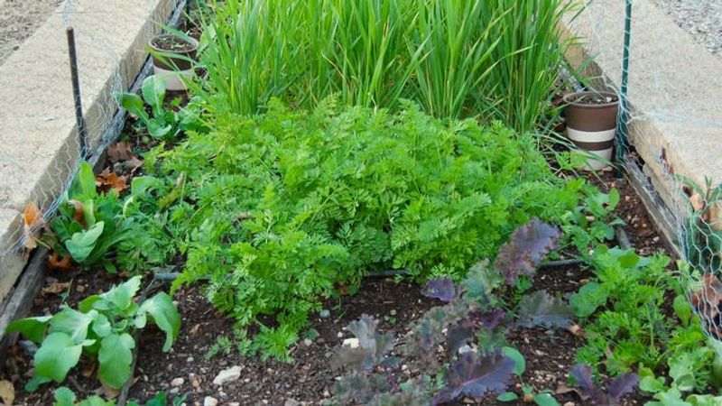 Educational Opportunities for Children