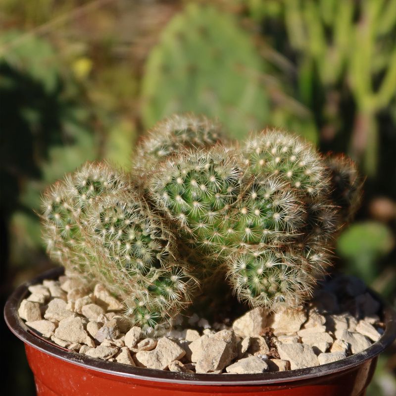 Affordable Price Point For Beginning Collectors