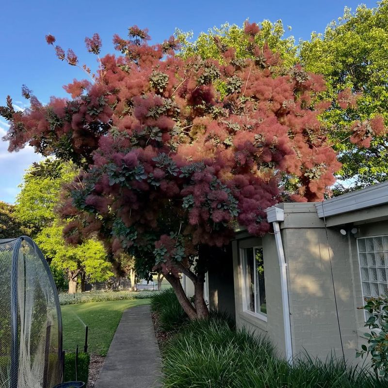 Brilliant Fall Color Rivals Colorado's Famous Aspen Displays