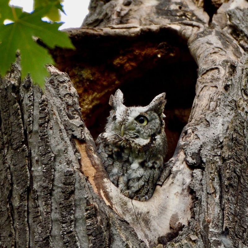 Encourage Natural Predators