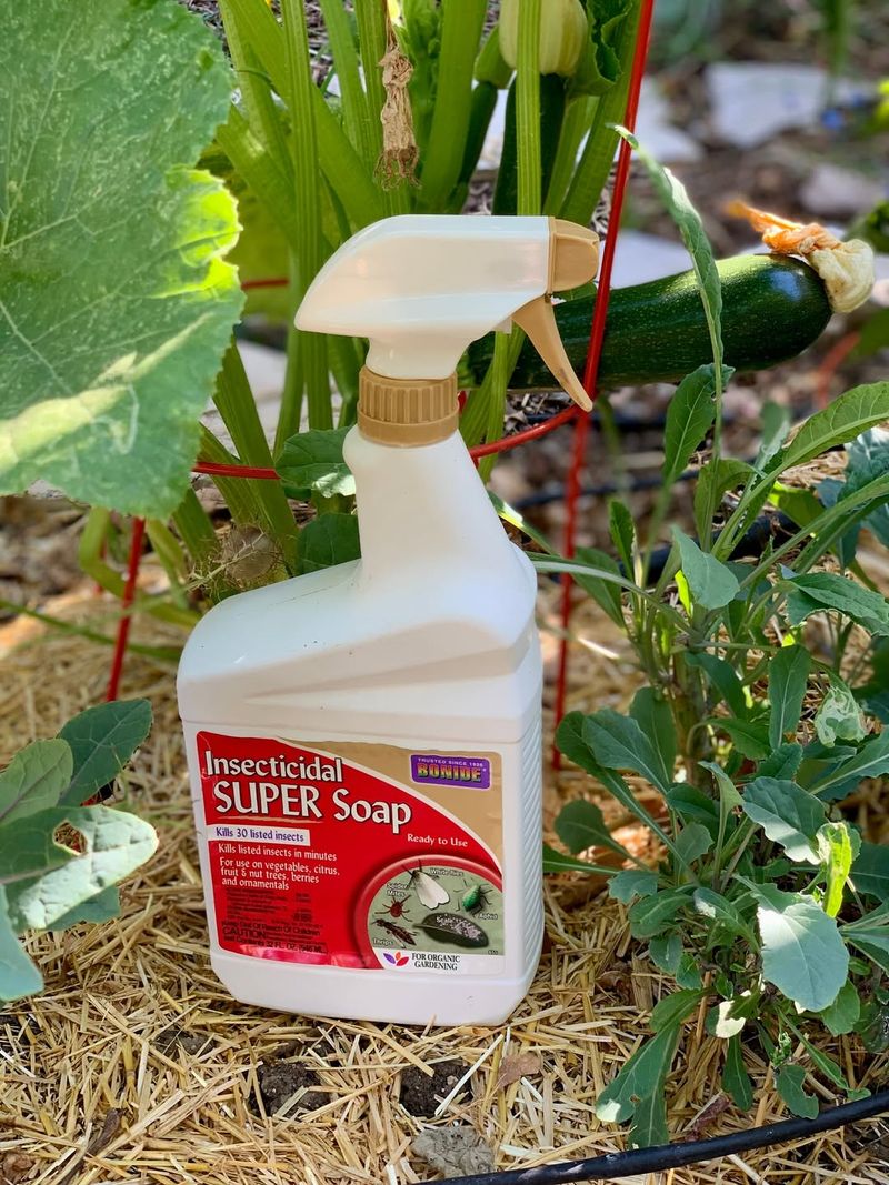 Insecticidal Soap Works Safely