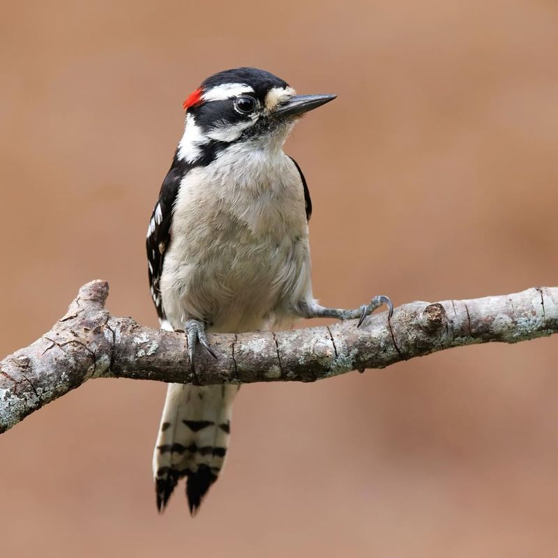 Residential Areas Provide Shelter From Harsh Weather