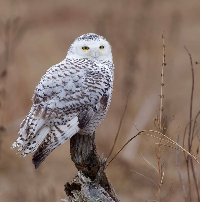 Natural Dispersal And Exploration