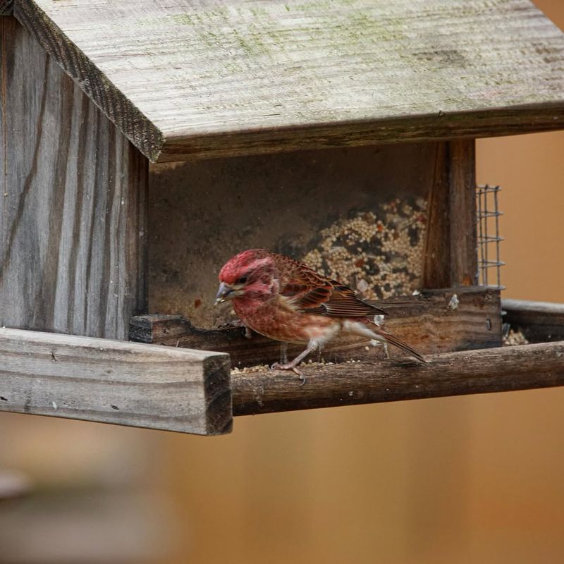 Natural Food Sources Complement Backyard Feeders