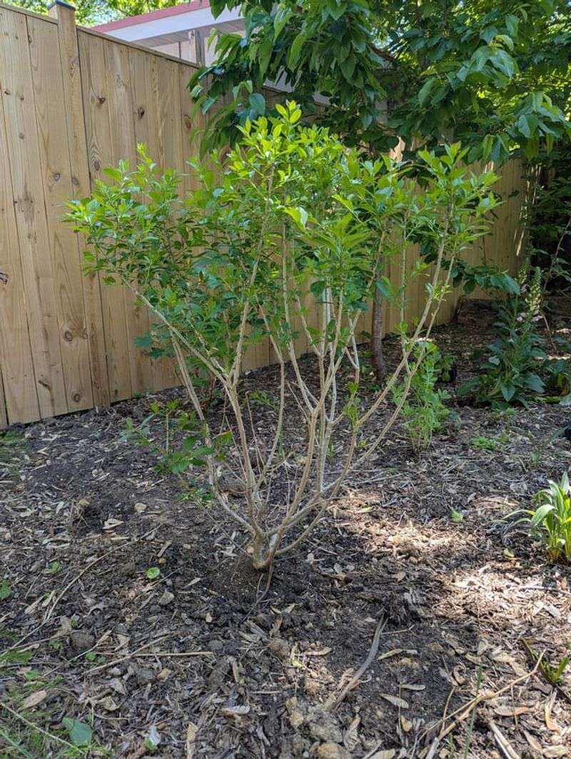 Wrong Soil Amendments Added