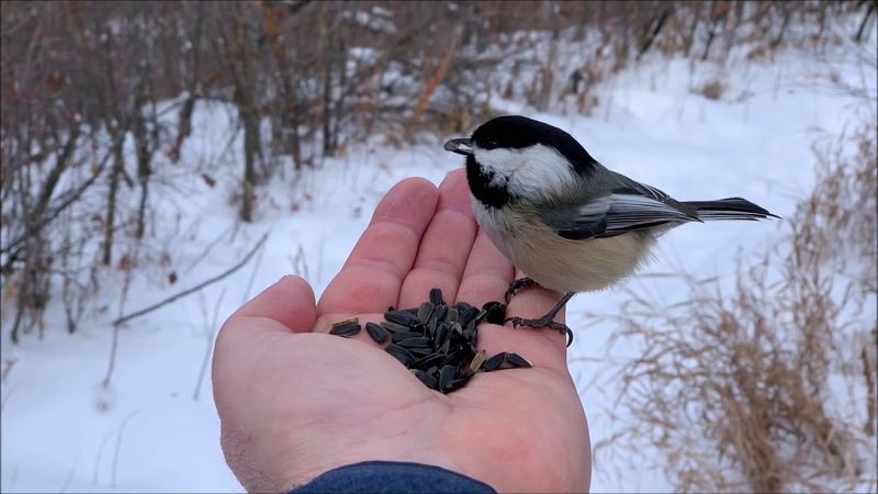 Social Flocking Behavior Draws Them Together