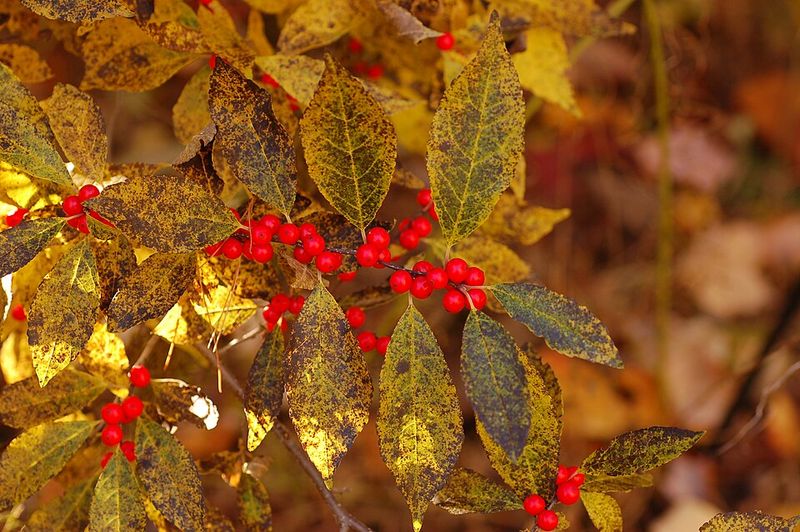 Cultivar Selection Influences Berry Abundance And Persistence On Branches