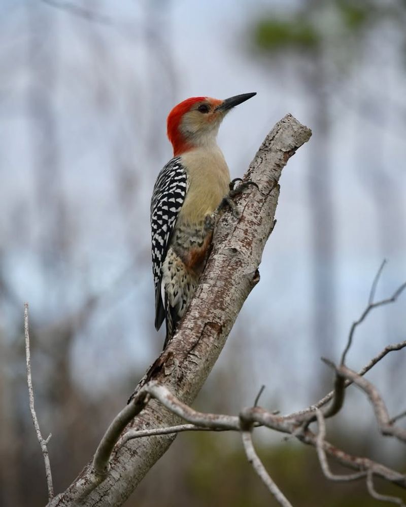 Daylight Hours Make Them More Visible To Observers