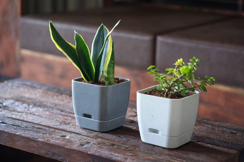 Self-Watering Container Gardens