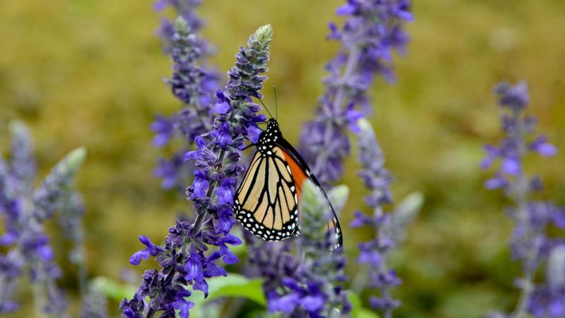 Salvia (Salvia spp.)