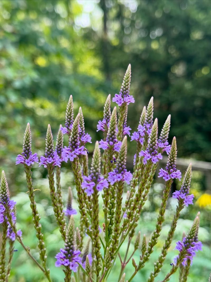 Verbena