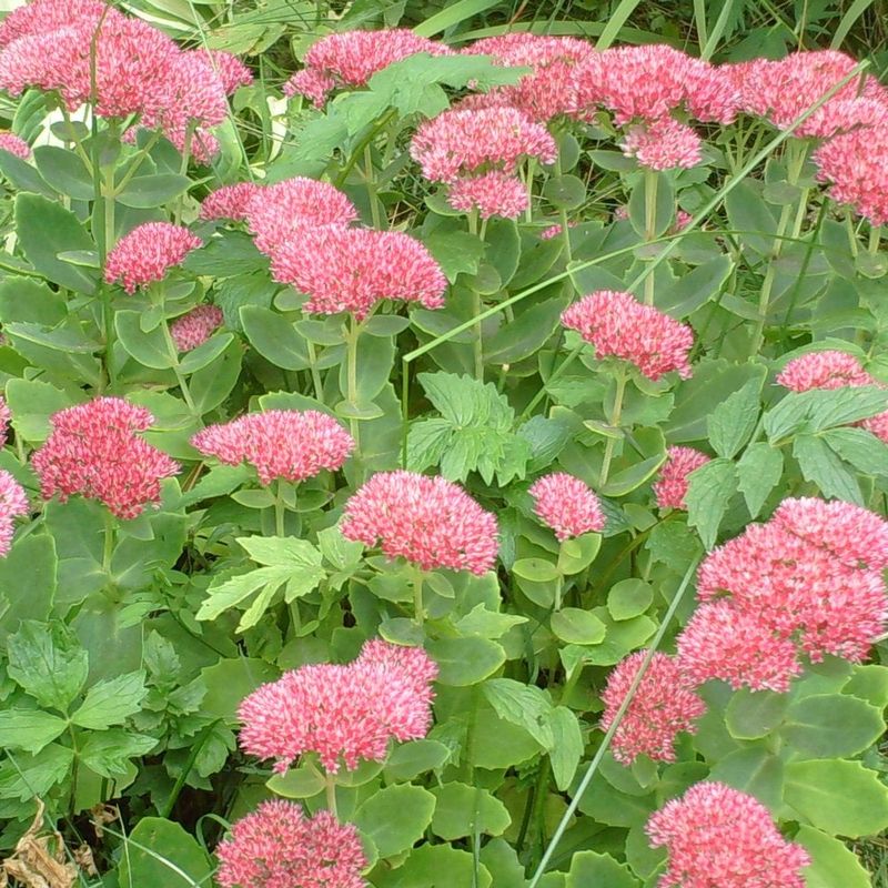 Sedum