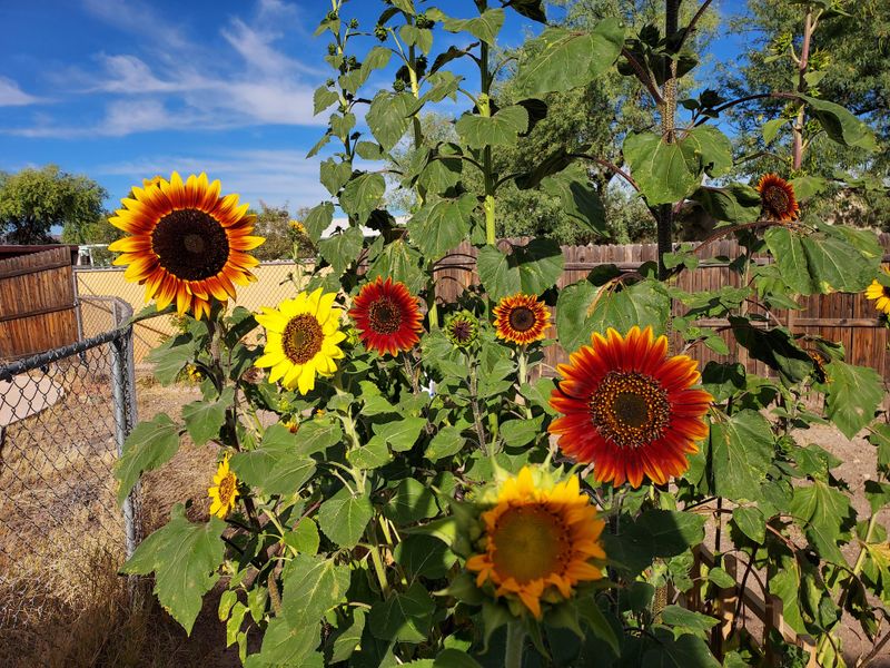 Sunflowers