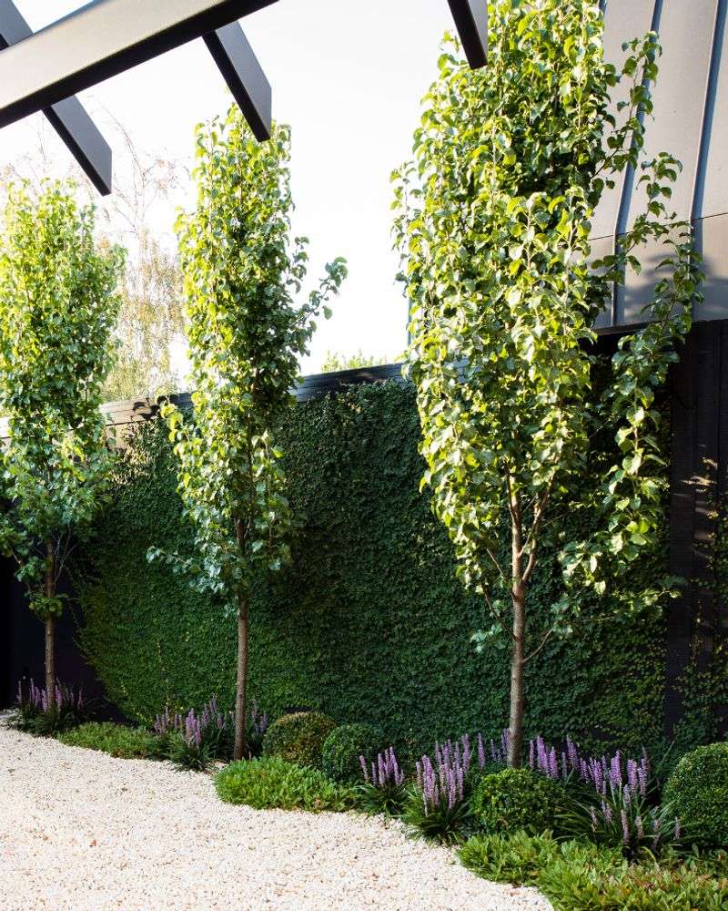 Evergreen Climbing Fig (Ficus Pumila)