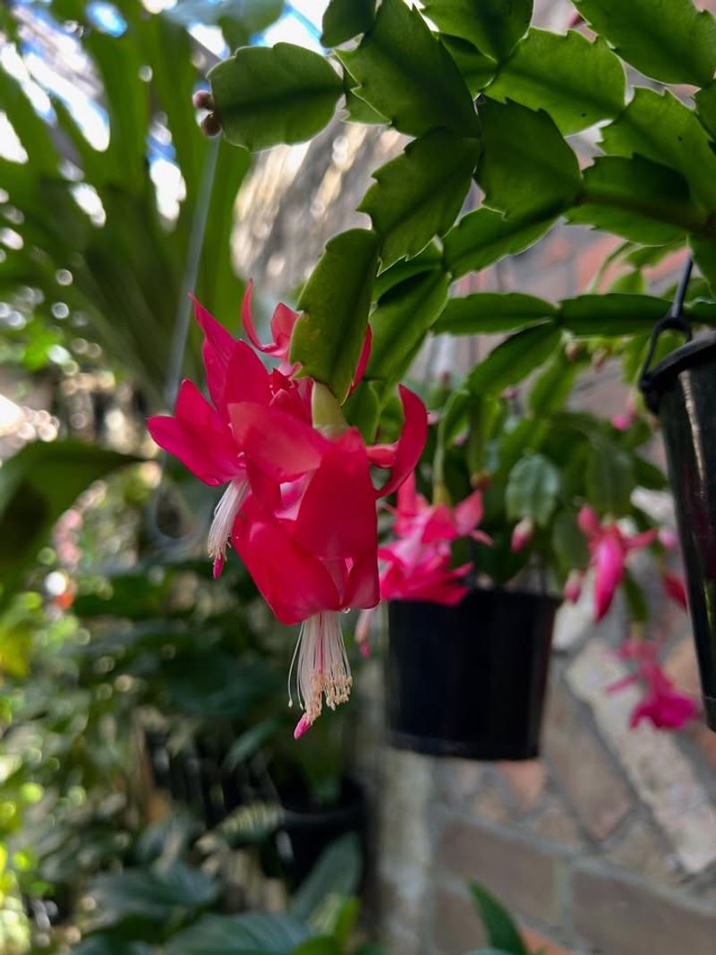 Urban Heat Islands Create Microclimates For Blooming