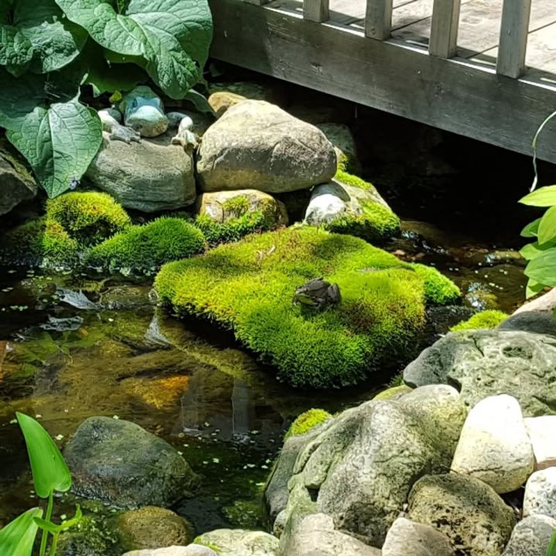 Supports Local Wildlife and Pollinators