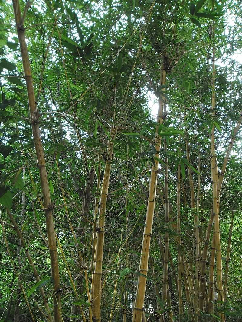 Prevent Future Bamboo Problems Proactively