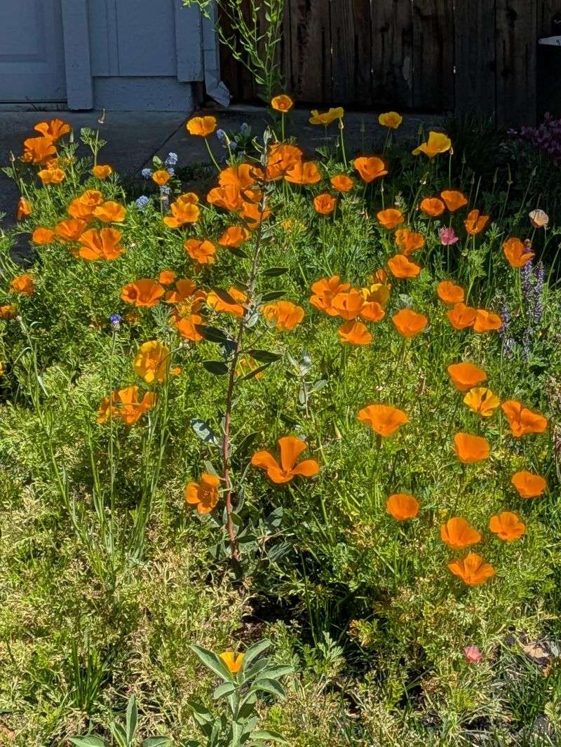 Understand Potential Liability And Maintenance Issues