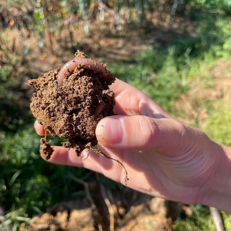 Evaluate Your Soil Type And Drainage