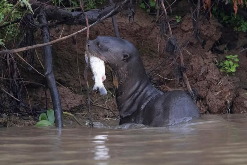 Secure Potential Food Sources Around Your Property