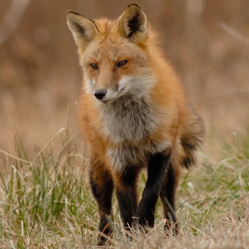 Don't Attempt To Feed Or Approach The Fox