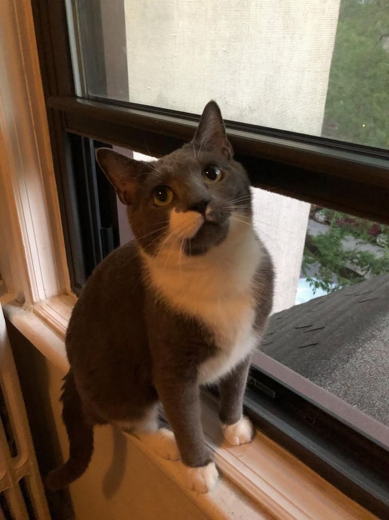 Secure Your Pets And Bring Them Inside Immediately