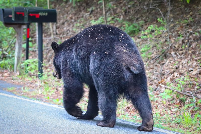 Keep Pets and Children Supervised