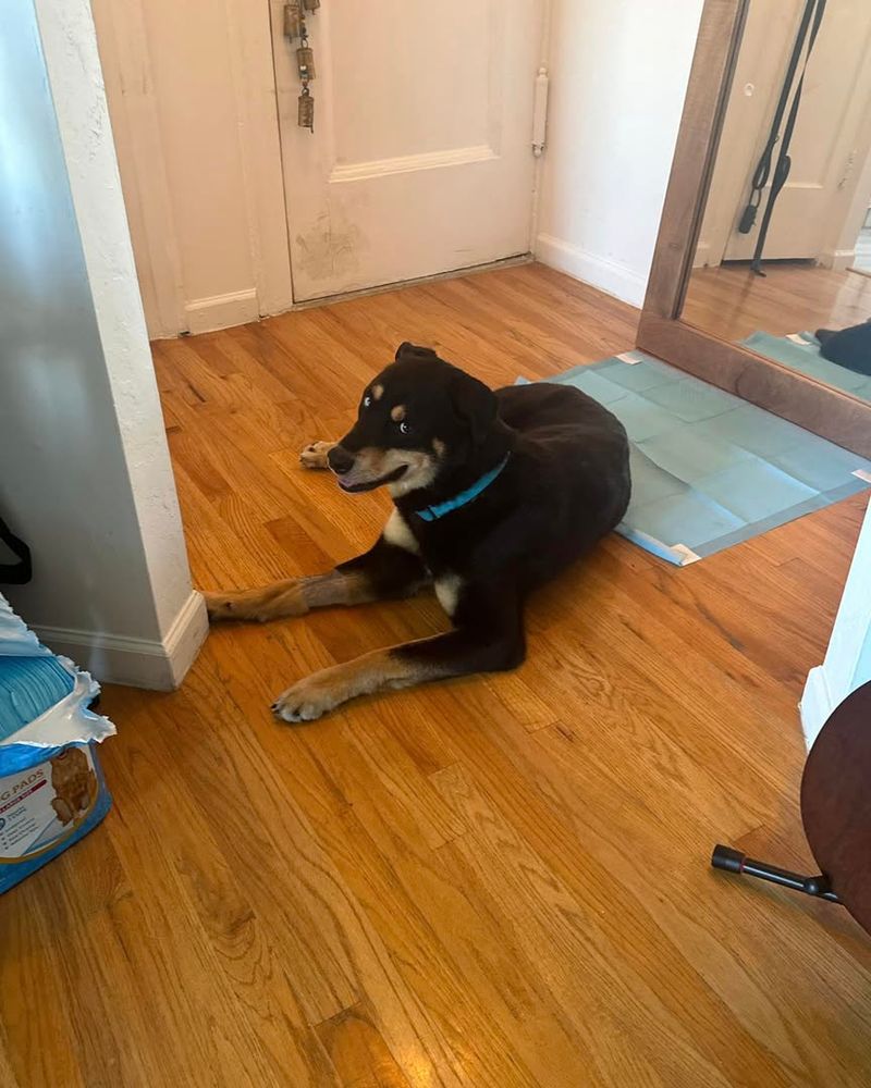 Secure Your Pets And Livestock In Safe Enclosures