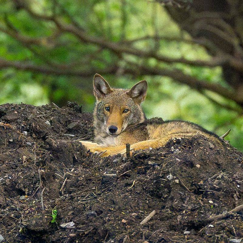 Educate Your Neighbors About Coyote Safety