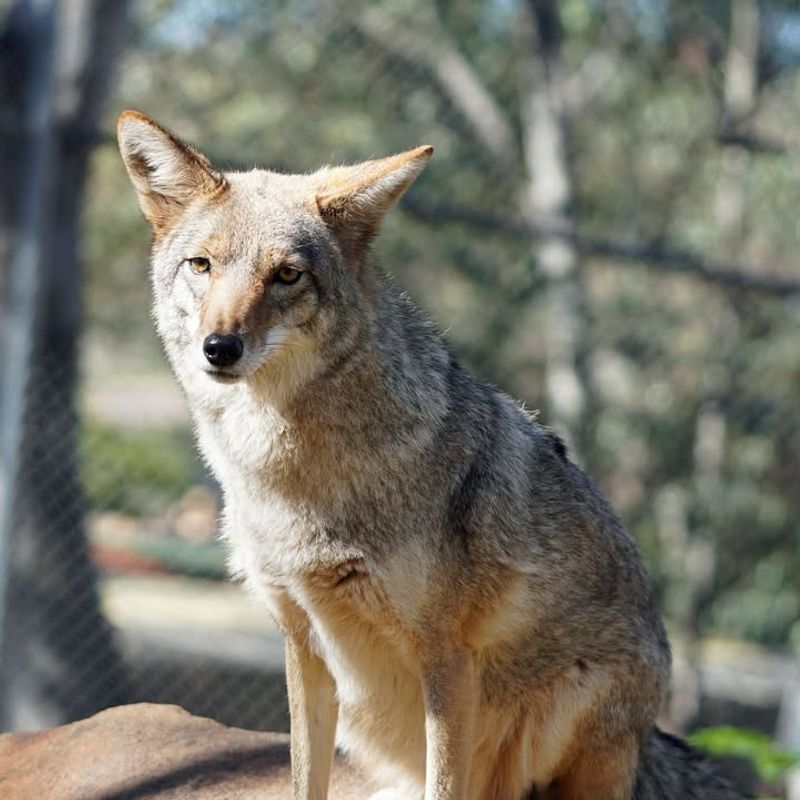 Do Not Approach Or Try To Pet The Coyote