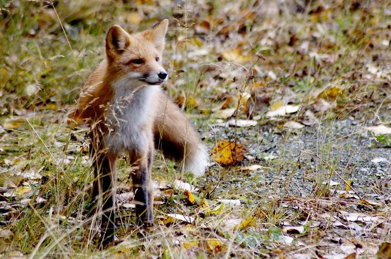 Don't Try To Feed Or Pet The Fox