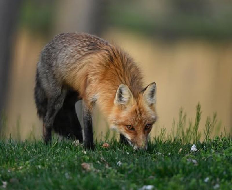Don't Approach Or Try To Feed The Fox