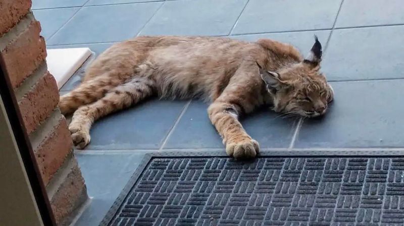 Never Feed Or Attempt To Befriend A Bobcat