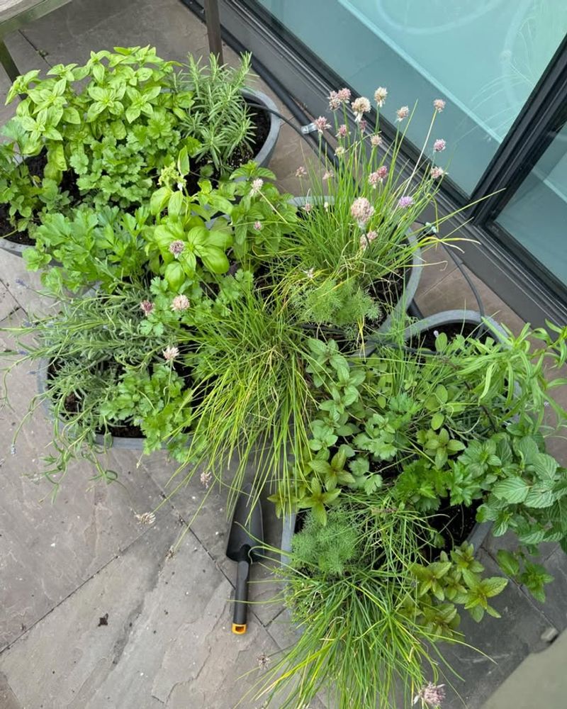 Herb Gardens Provide Fresh Flavors