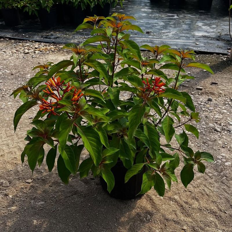 Native Plants That Need Less Water