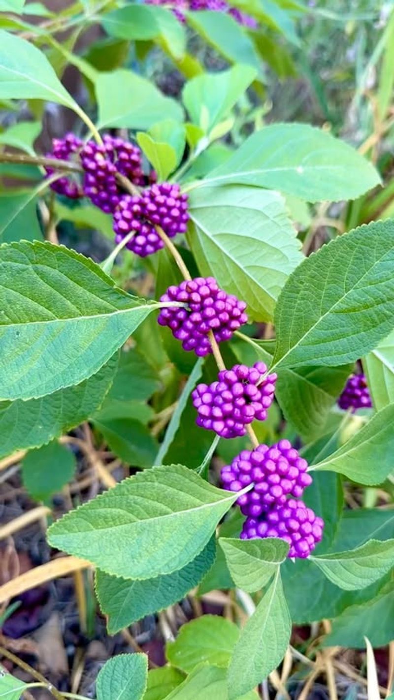 Native Beautyberry Shrubs With Purple Winter Berries