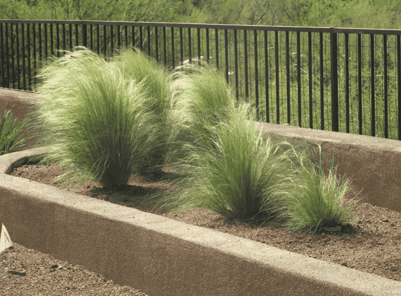 Desert-Adapted Ornamental Grasses