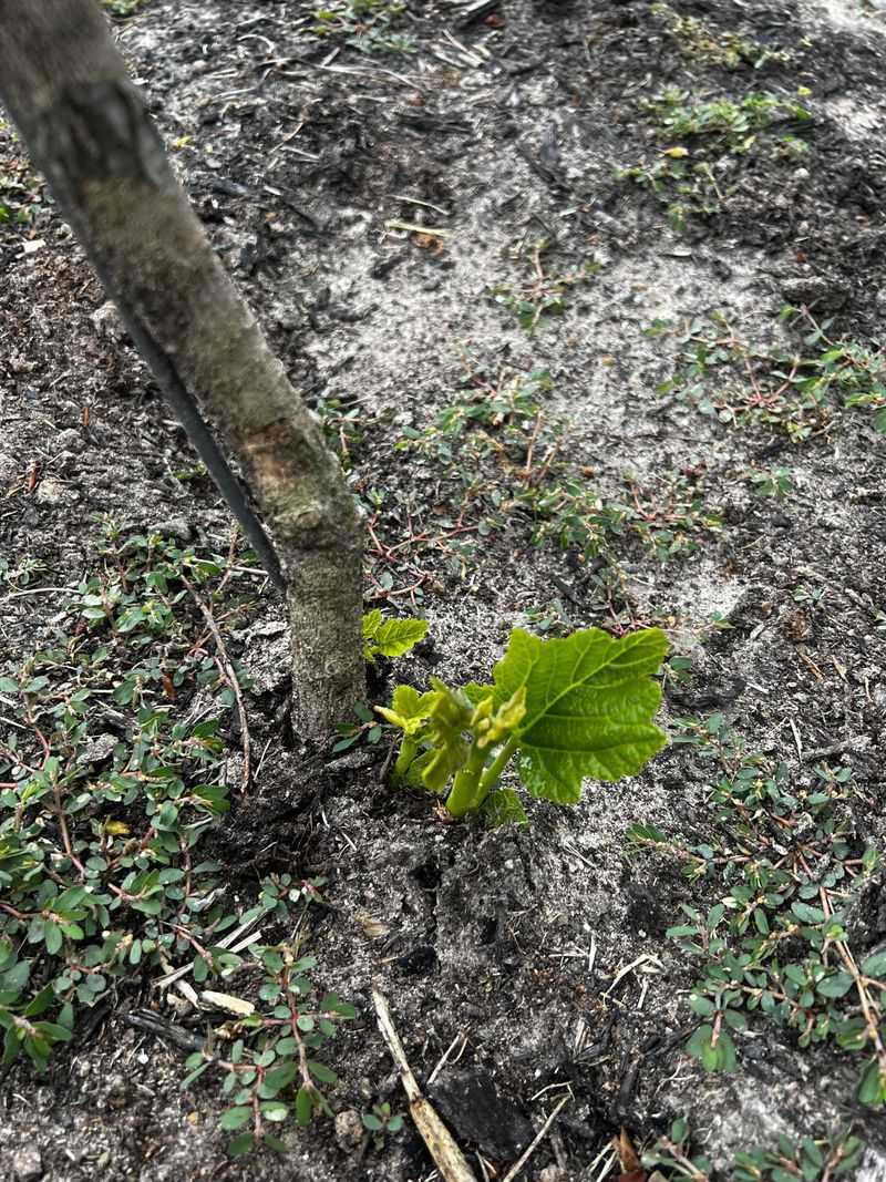 Newly Planted Trees And Shrubs Suffer Establishment Setbacks