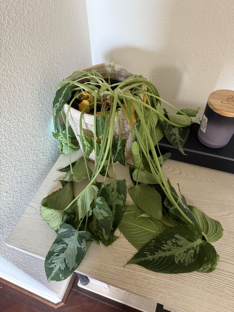 Generous Watering Habits Stem From Caring Too Much