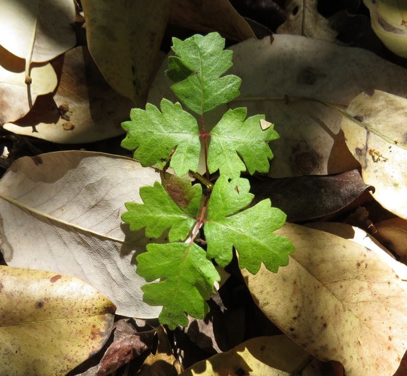 Pets Can Transfer Oil To You