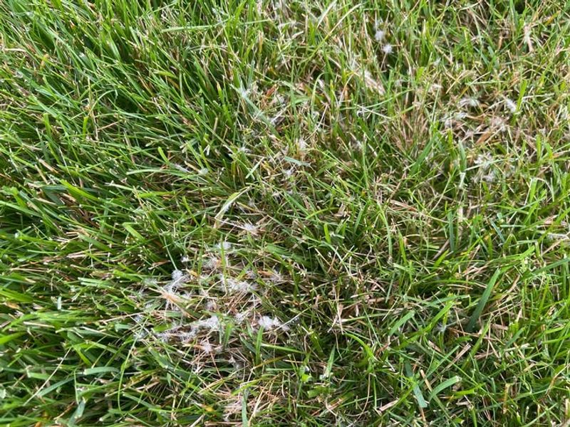 Reduce Fungal Diseases Before Spring