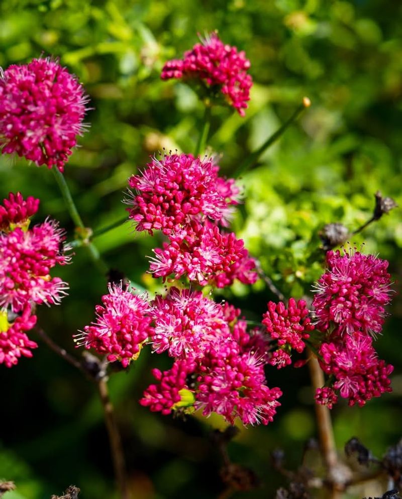 Plan For Year-Round Color With Seasonal Blooms