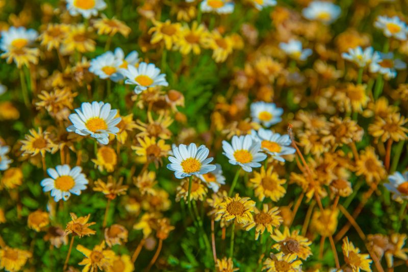 Allow Natural Reseeding For Perennial Wildflower Displays