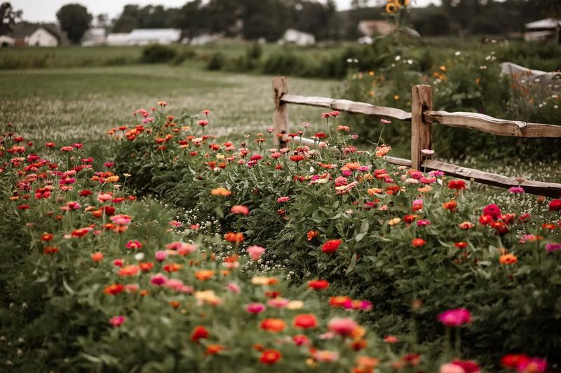 Allow Natural Reseeding For Future Blooms